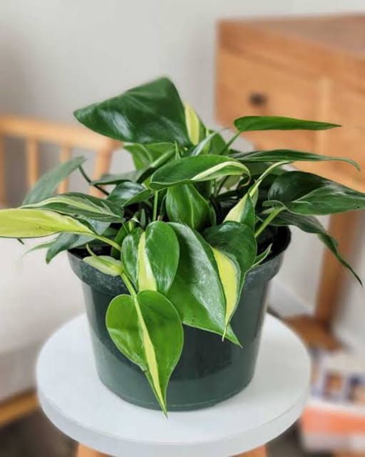 Beauty Plant