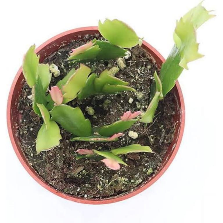 Jingle Bloom Cactus - Image 3