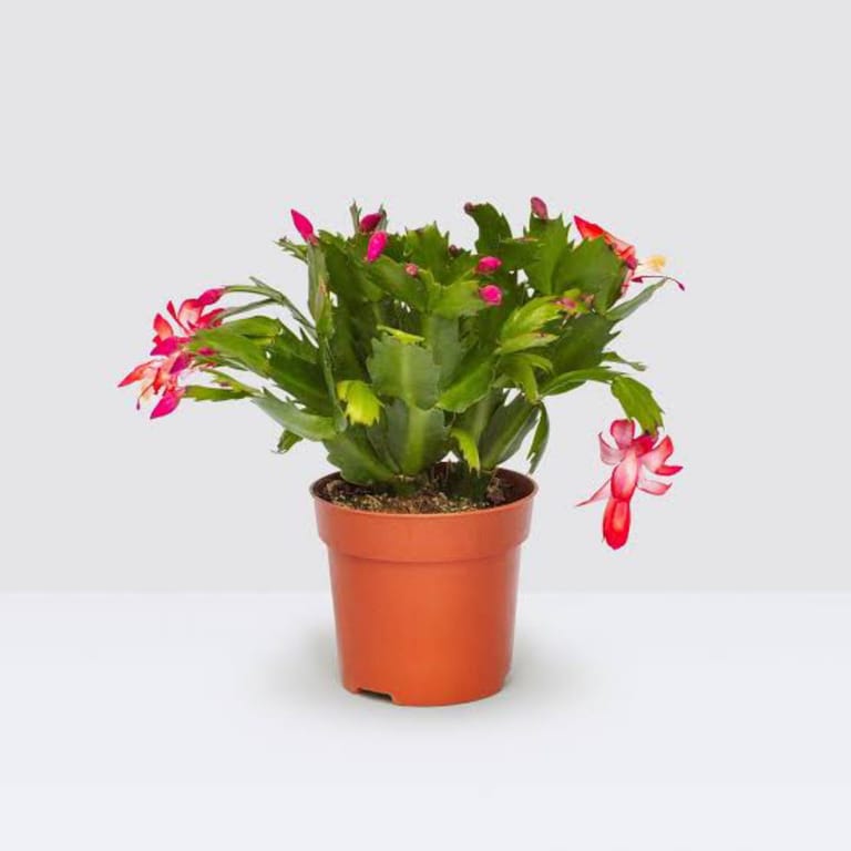 Jingle Bloom Cactus - Image 2