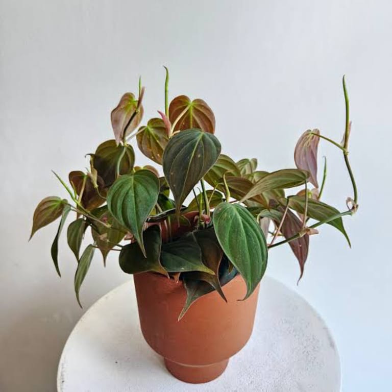 The Shining Plant - Image 1