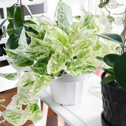 Marble Plant