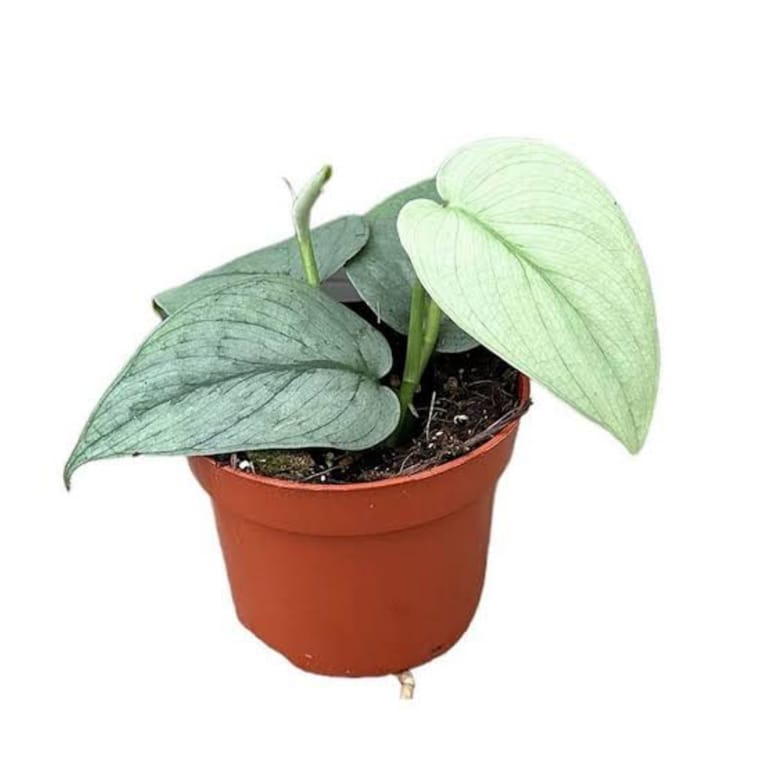 Congratulations Plant - Image 3