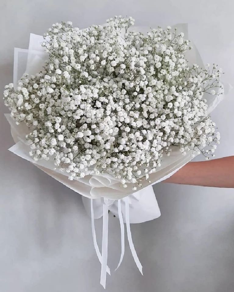 Gipsofila - Image 1
