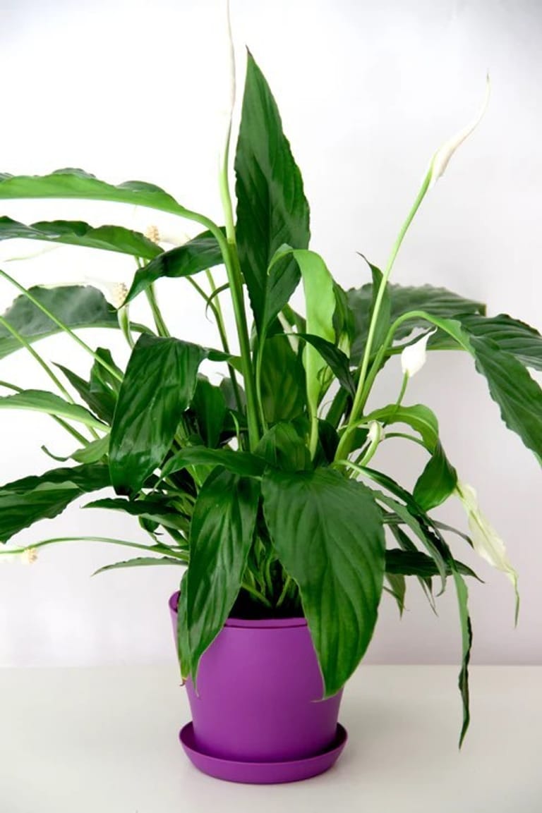 Peace Lily Plant - Image 1