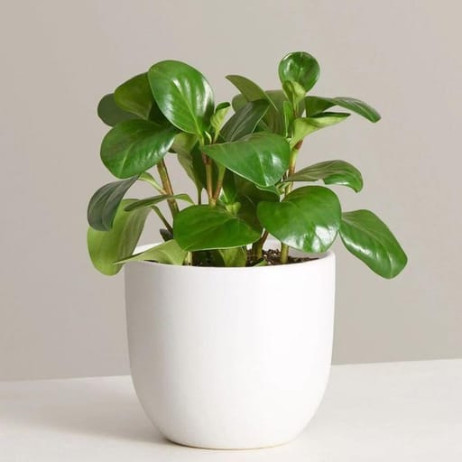 Peperomia
