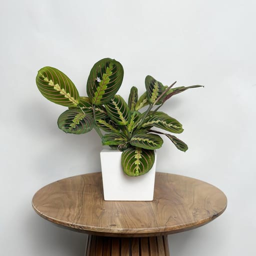 Maranta Leuconeura