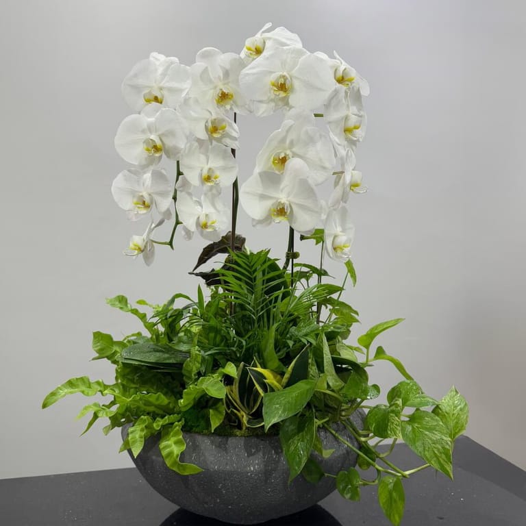 White orchid-Indoor plant - Image 1