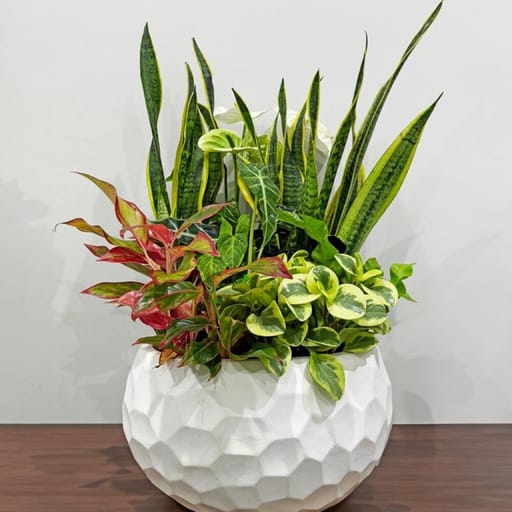 Plants In White