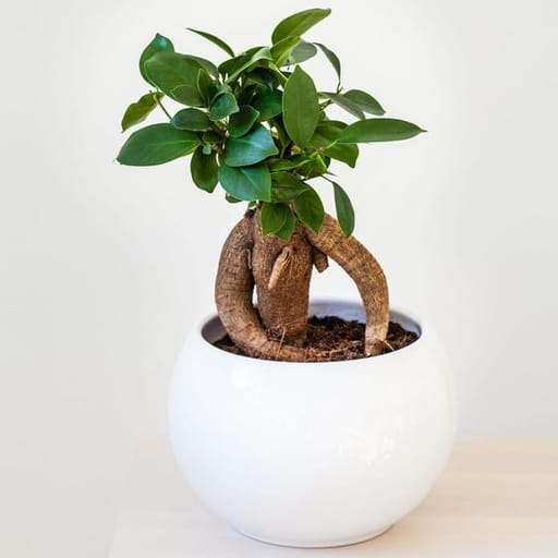 Ginseng Bonsai