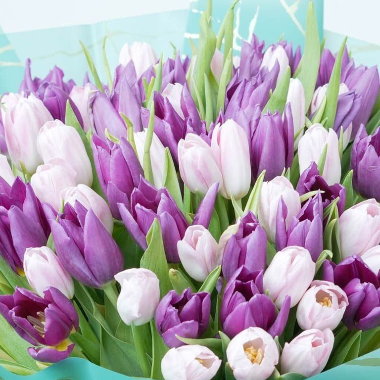 Sweet 101 Pink and Purple Tulips - Image 3