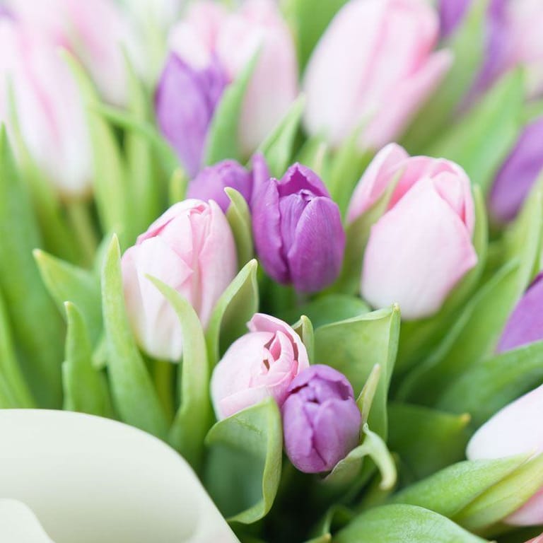 Pretty 51 Pink and Purple Tulips - Image 3