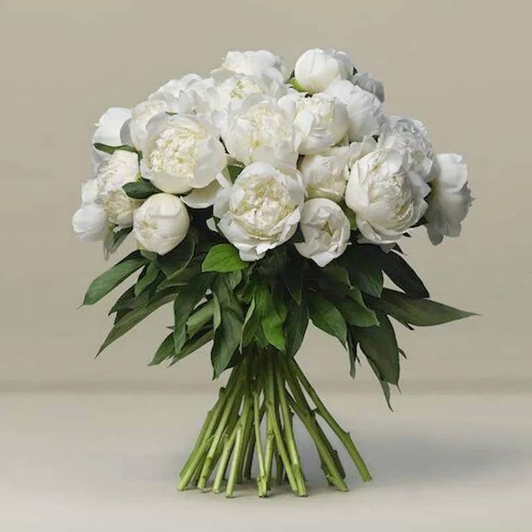 Freeze 30 White Peonies Bunch - Image 1