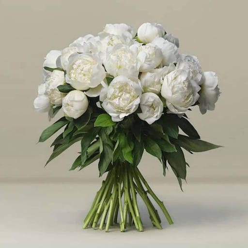 Freeze 30 White Peonies Bunch