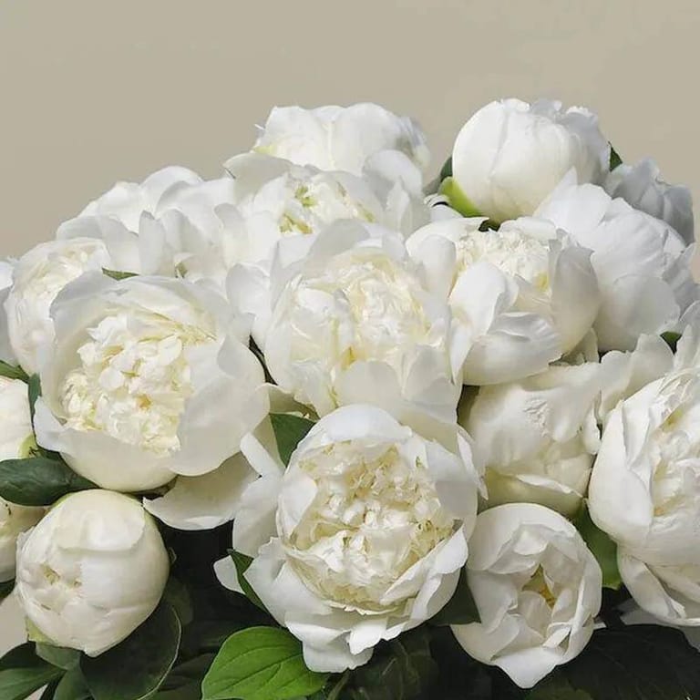 Freeze 30 White Peonies Bunch - Image 2