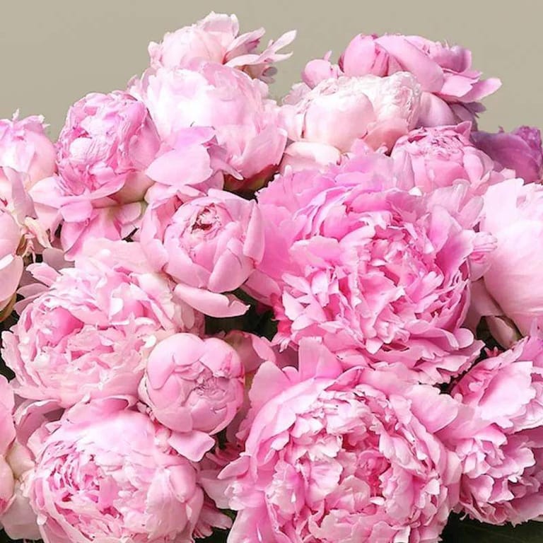 Sweety 30 Pink Peonies Bunch - Image 2