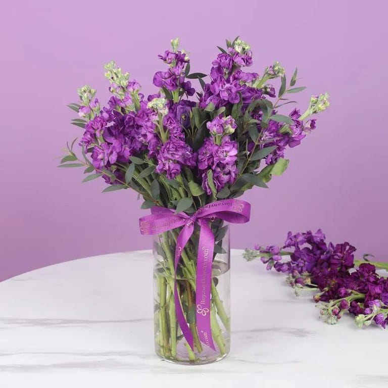 Purple Beauty 11 Matthiola - Image 1