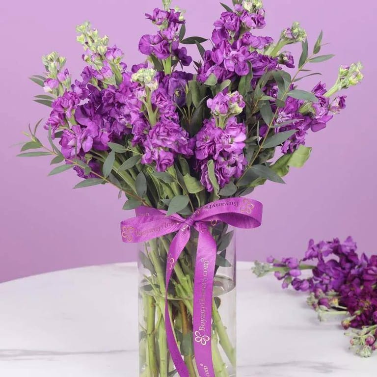 Purple Beauty 11 Matthiola - Image 3