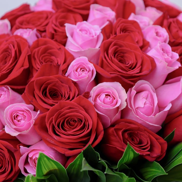 Pure Love 75 Roses in Vase - Image 2