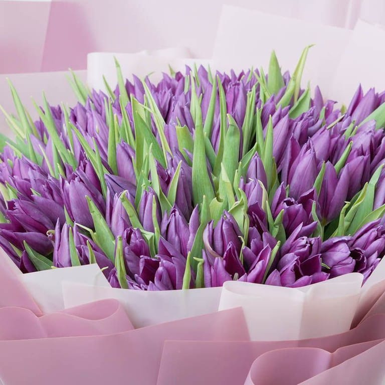 Purple Beauty 101 Tulips - Image 3