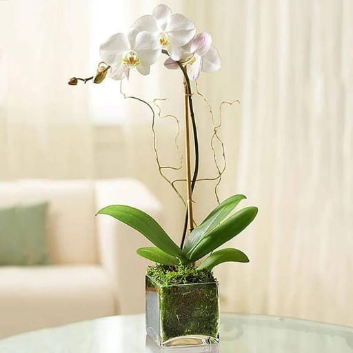 Square Vase
