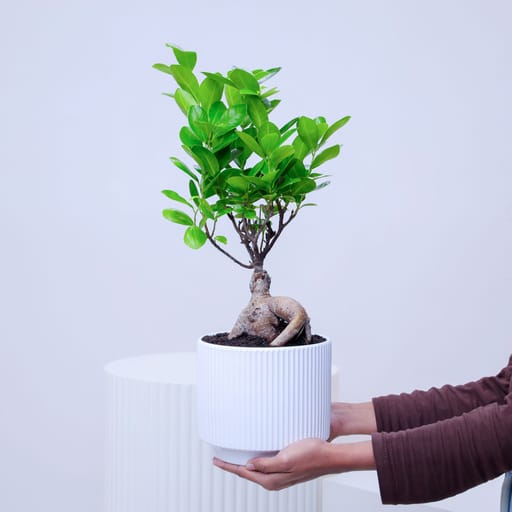 White Pot