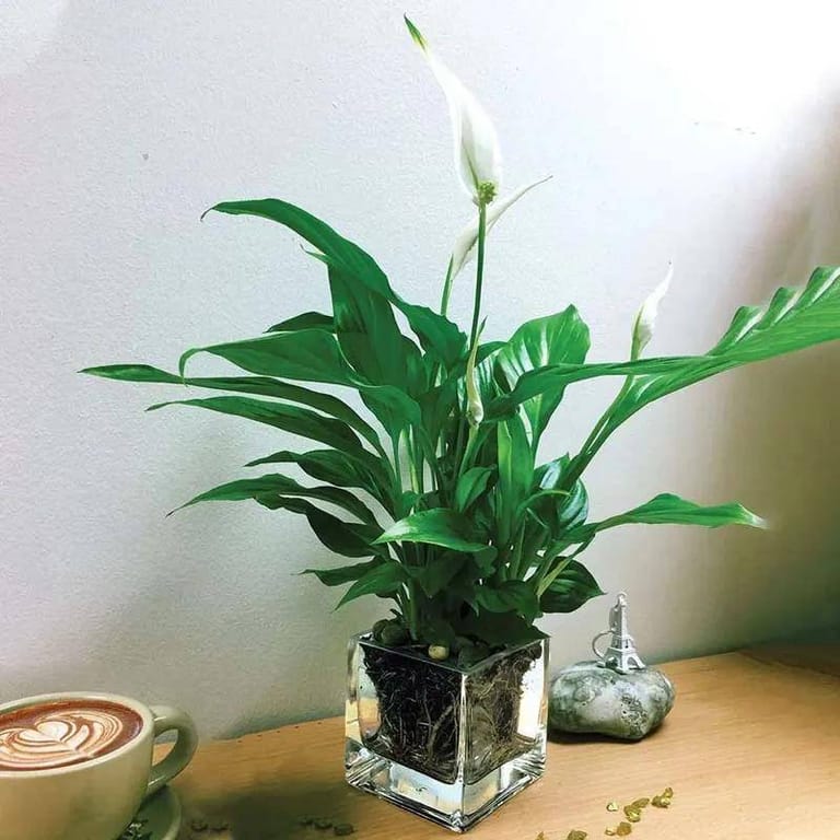 Peace Lily - Image 1