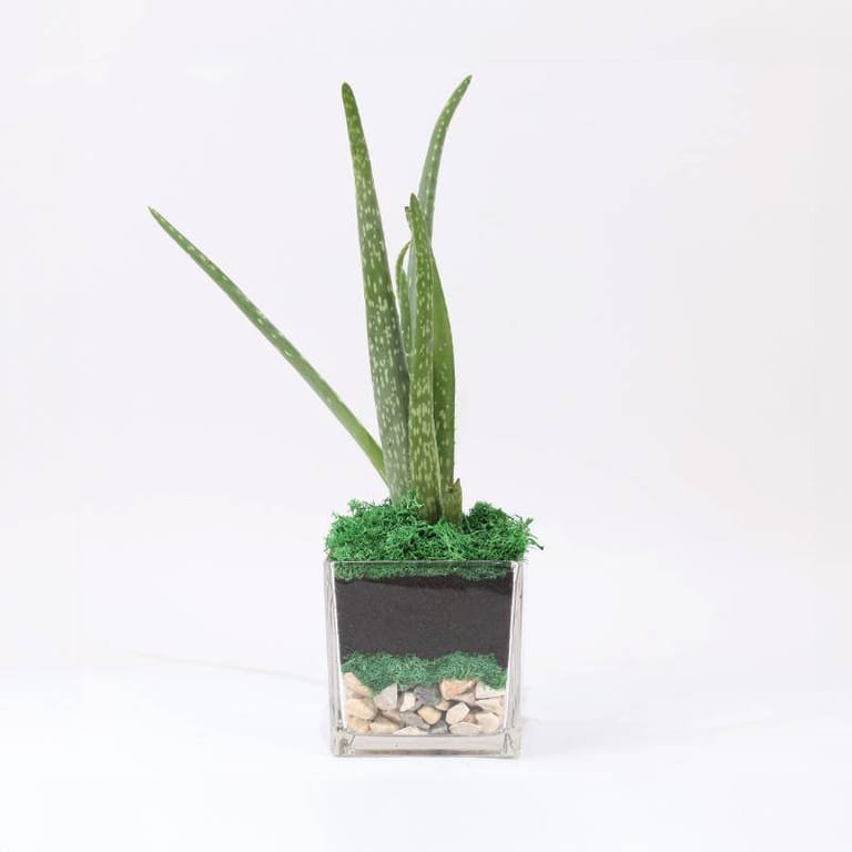 Aloe Vera - Image 1