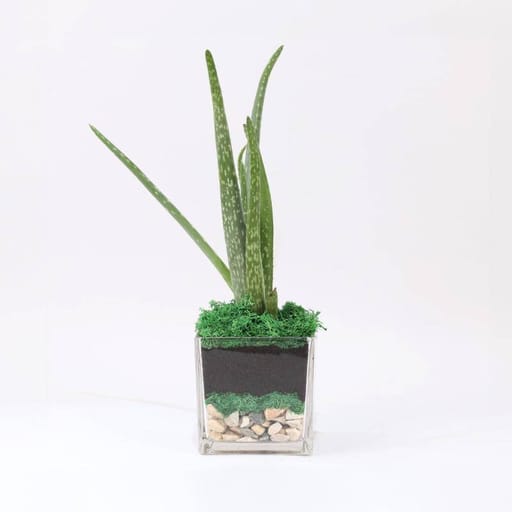 Square Glass Vase