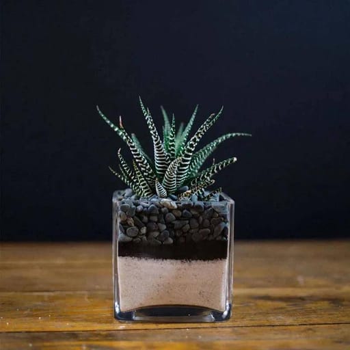 Square Vase