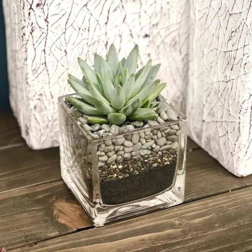 Square Vase