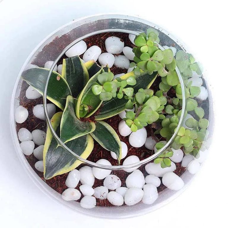 Mini Sansevieria and Jade Plant - Image 1