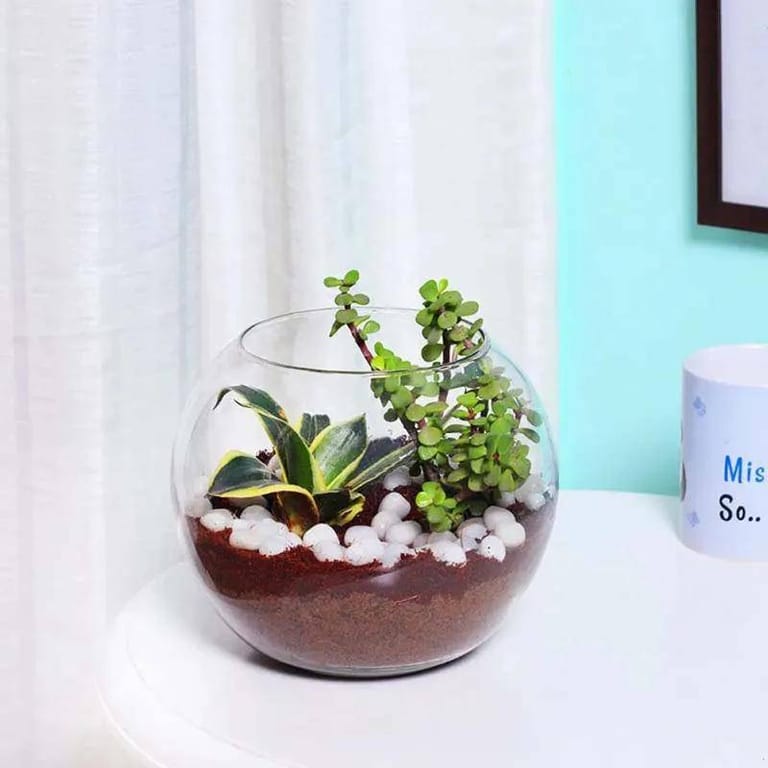 Mini Sansevieria and Jade Plant - Image 2