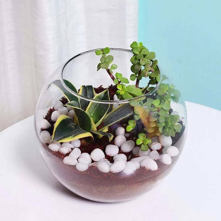 Mini Sansevieria and Jade Plant - Image 3