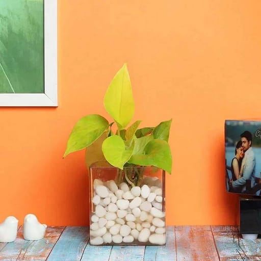 Square Clear Vase