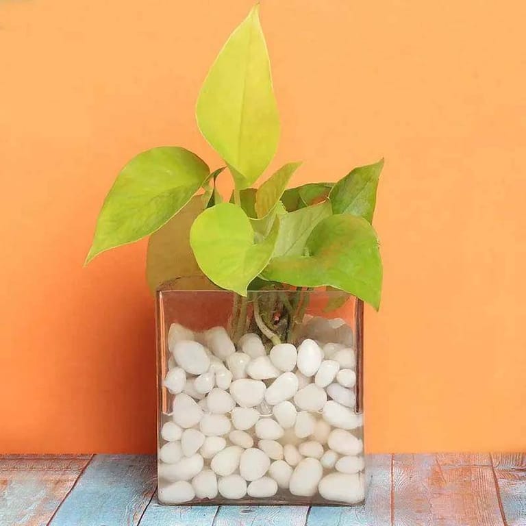 Money Plant - Image 2