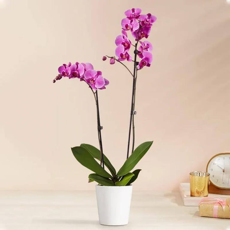 Double Stem Purple Orchid - Image 1