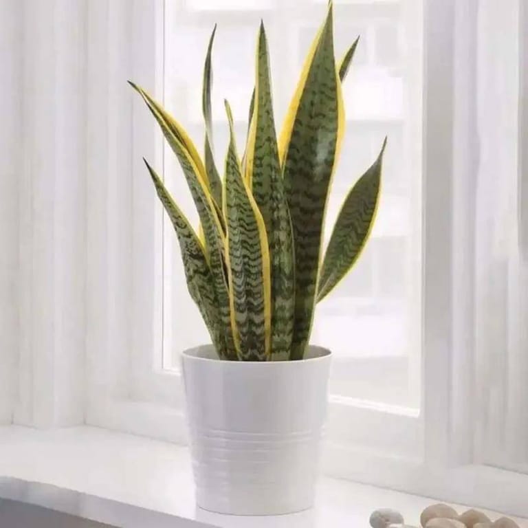 Sansevieria (Snake Plant) - Image 1