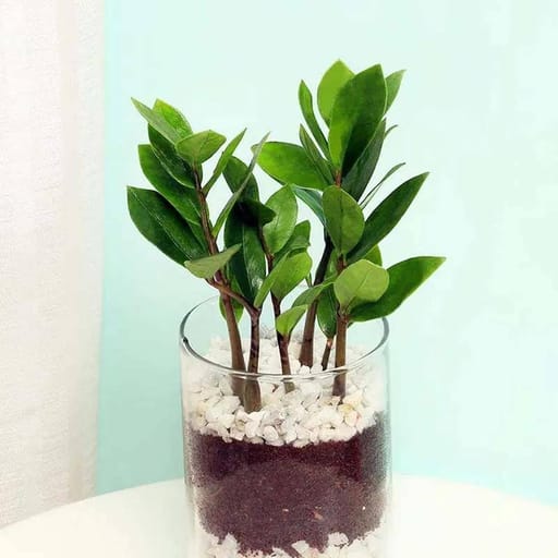 Zamia Plant