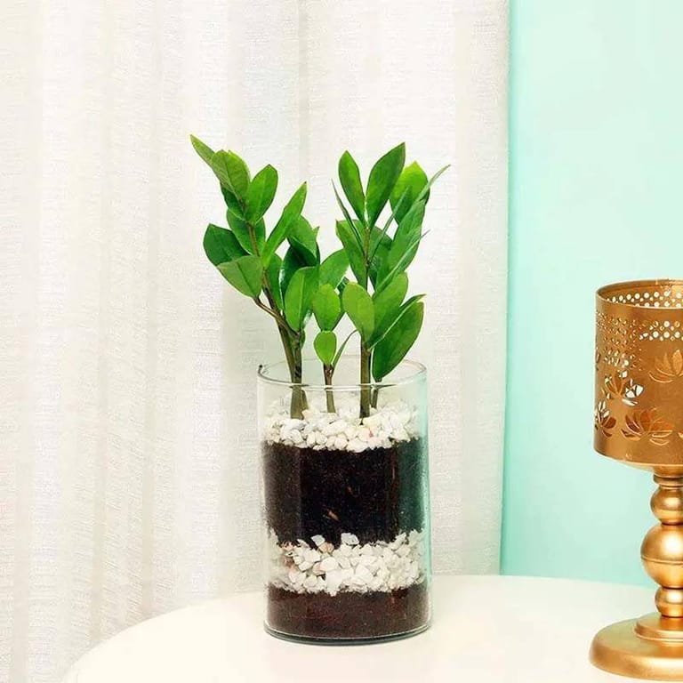 Zamia Plant - Image 2
