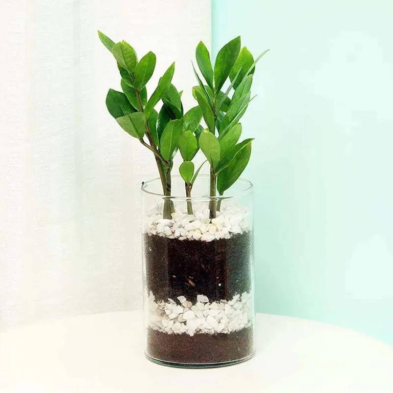Zamia Plant - Image 3