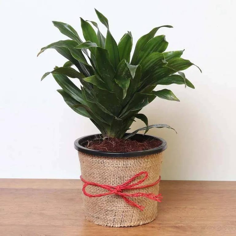 Dracaena Compacta - Image 1