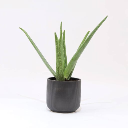 Black Pot
