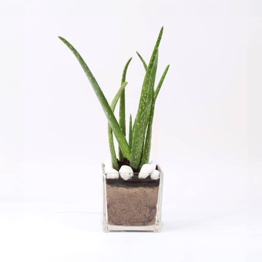 Glass Vase
