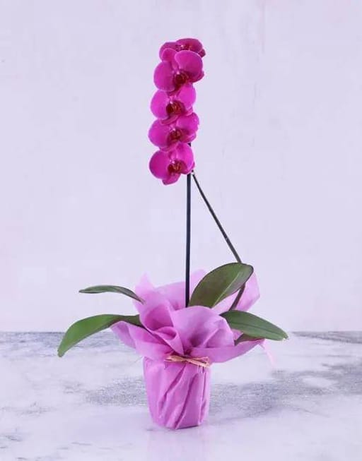 Purple Wrapping