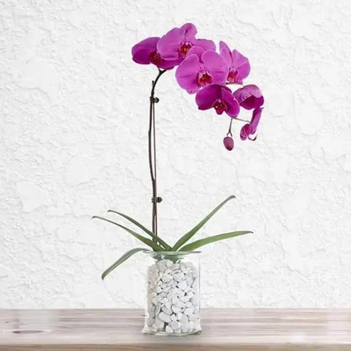Clear Vase