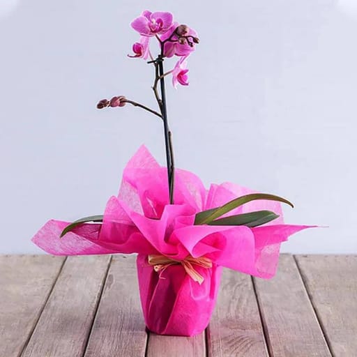 Pink Wrapping