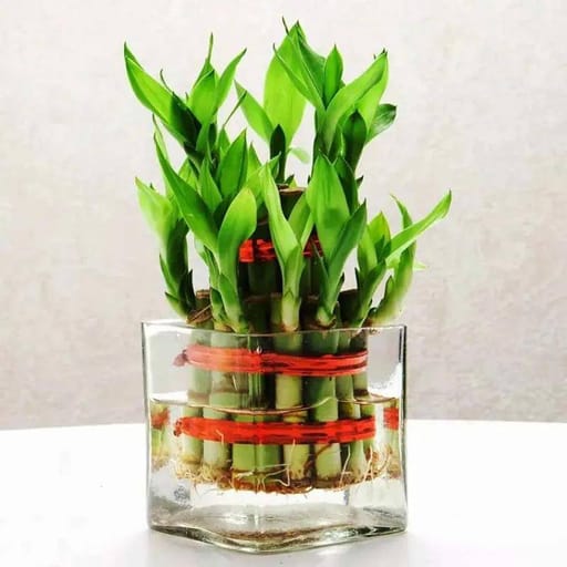 Glass Vase