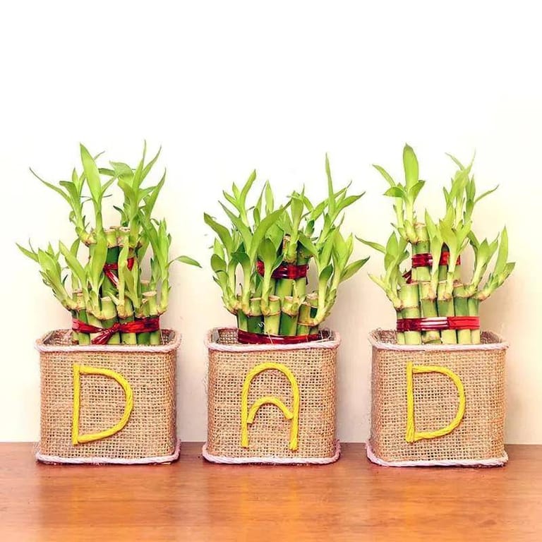 2 Layer Lucky Bamboo - Image 2