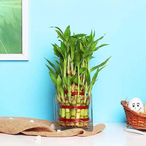 Square Vase