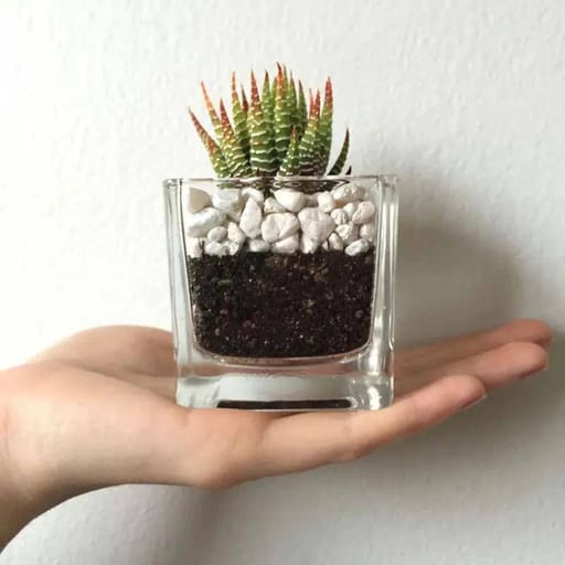Square Glass Vase